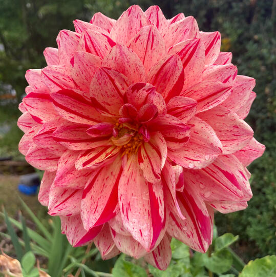 A beautiful multi-colored dahlia